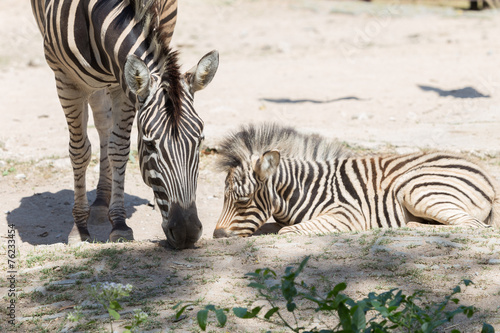 African Zebra Baby and Mother