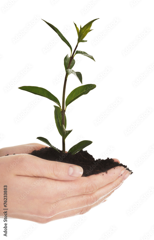 Woman with plant and dirt in hand Woman with plant and dirt in hand
