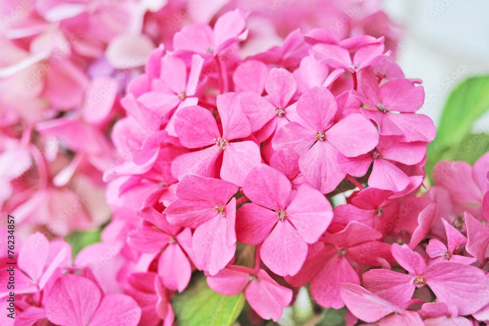 Pink hydrangea blossom over natural green background
