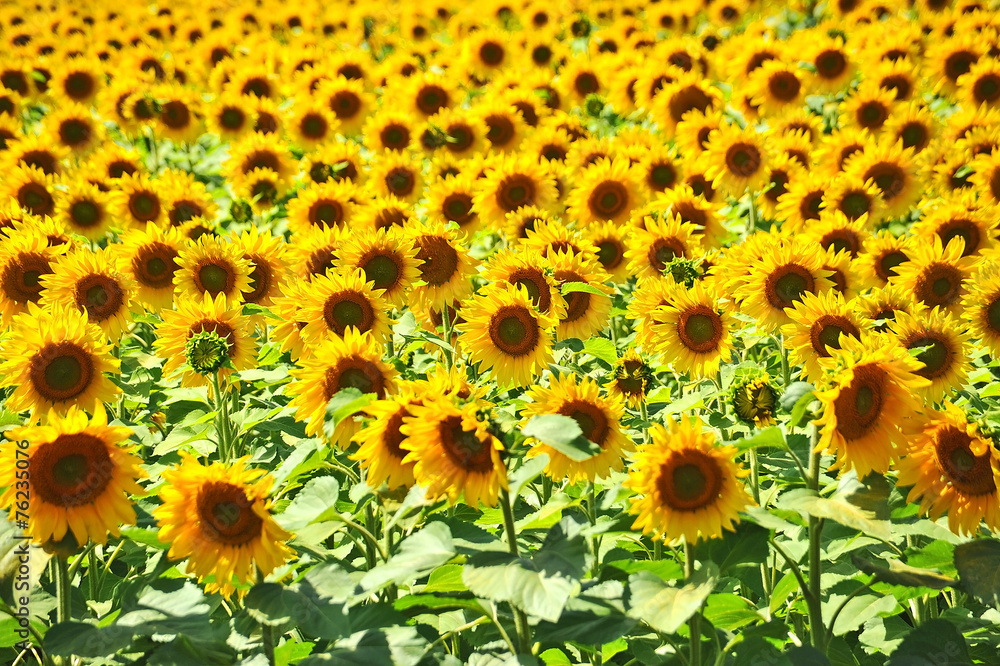 Beautiful landscape with sunflower (Helianthus) field Beautiful landscape with sunflower (Helianthus) field