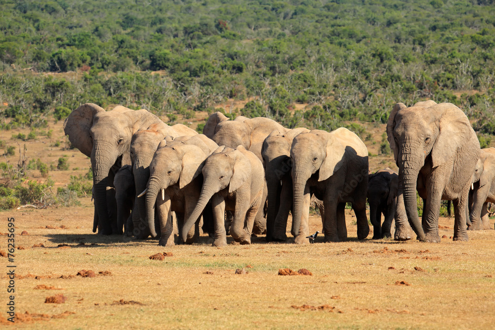 African elephant herd, Addo Elephant National Park African elephant herd, Addo Elephant National Park