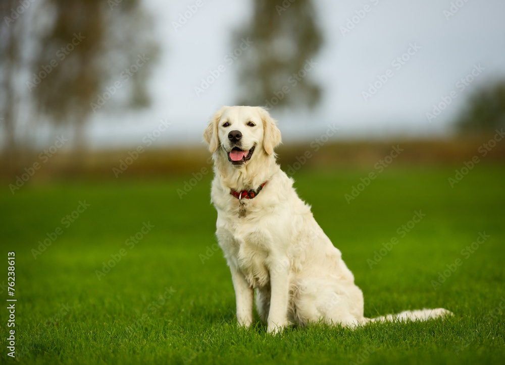 Golden retriever dog on sunny day