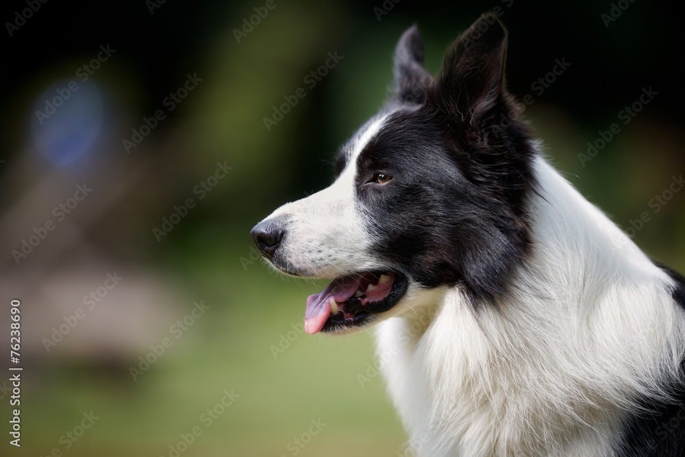 Profile of border collie Profile of border collie