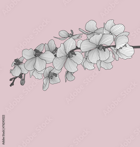 Fototapeta Naklejka Na Ścianę i Meble -  Vector orchid flowers
