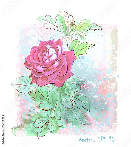 hand drawn  watercolor pink rose