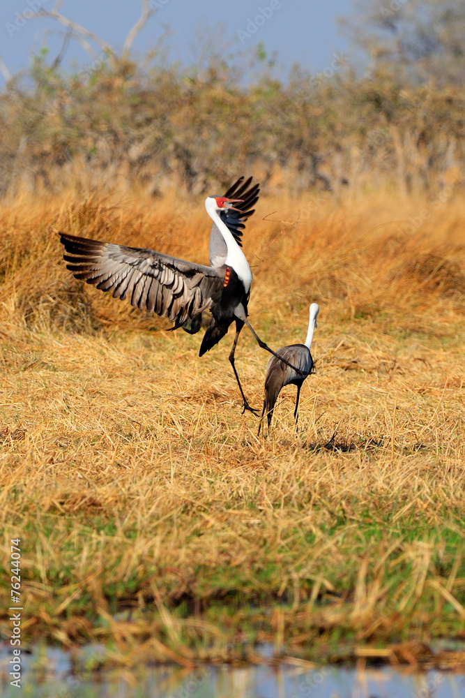 Obraz premium Couple of wattled cranes