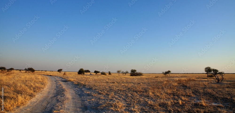 Fototapeta premium Central Kalahari landscape