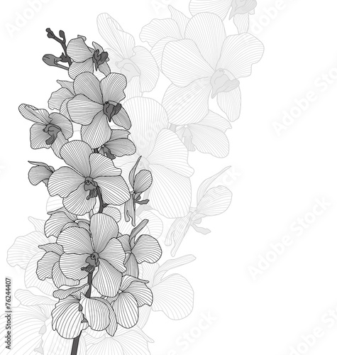 Vector orchid flowers