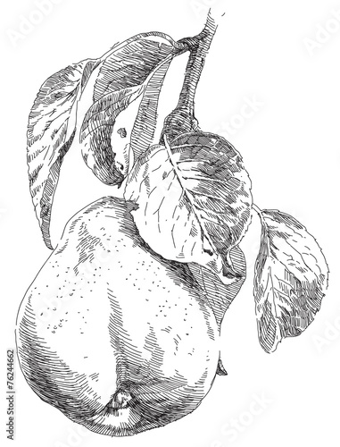 Hand drawing pears on pear tree branch