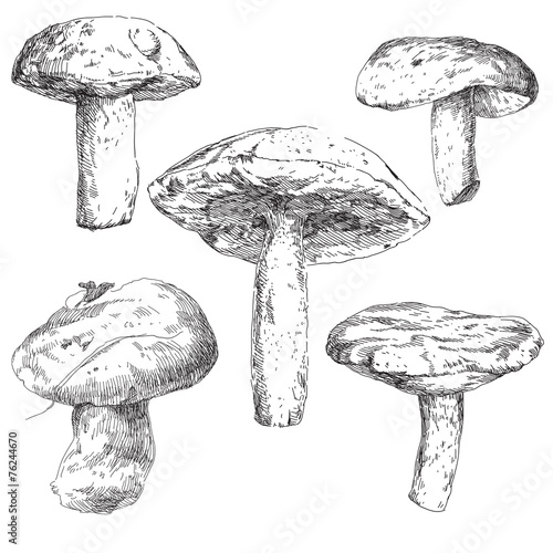 Vector set of hand drawn mushrooms