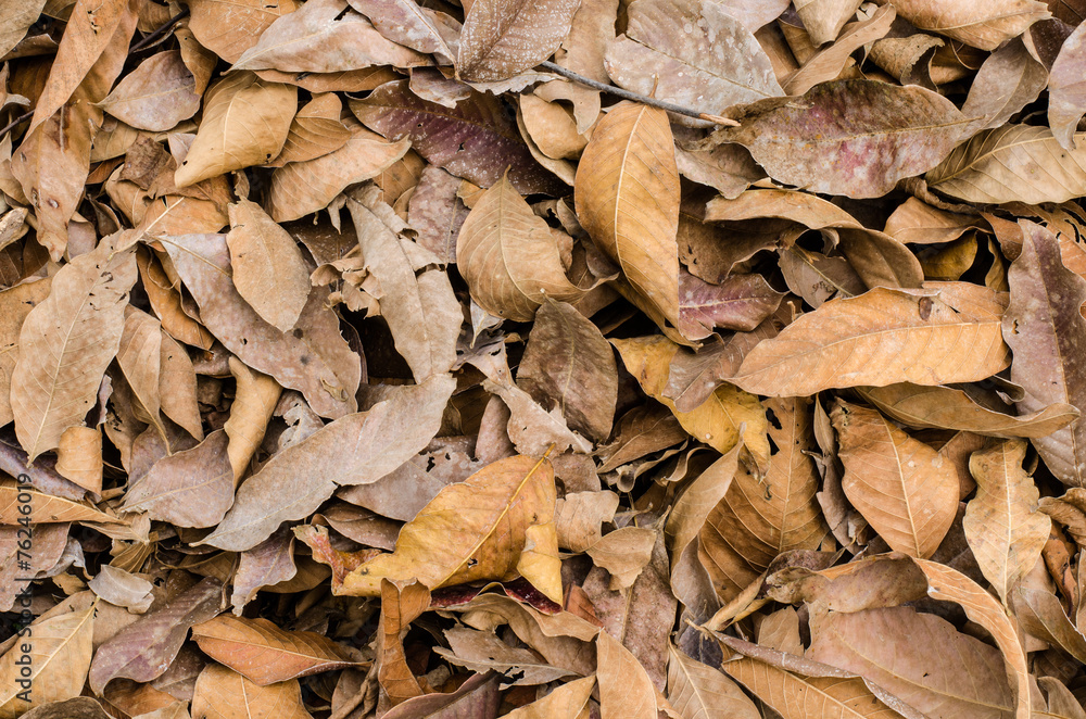 fallen leaves on the ground. fallen leaves on the ground.