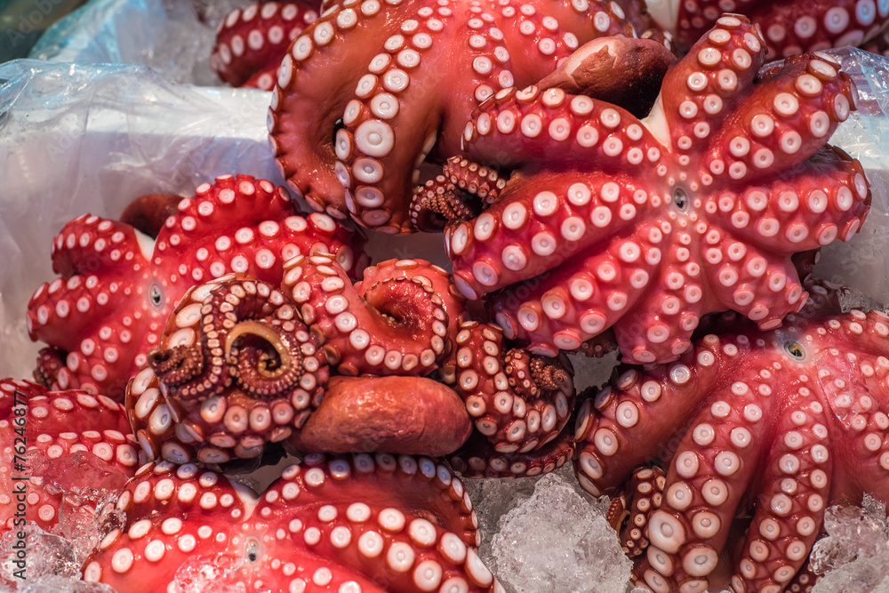 Fototapeta premium Red live octopus at Tsukiji fish market, Tokyo, Japan