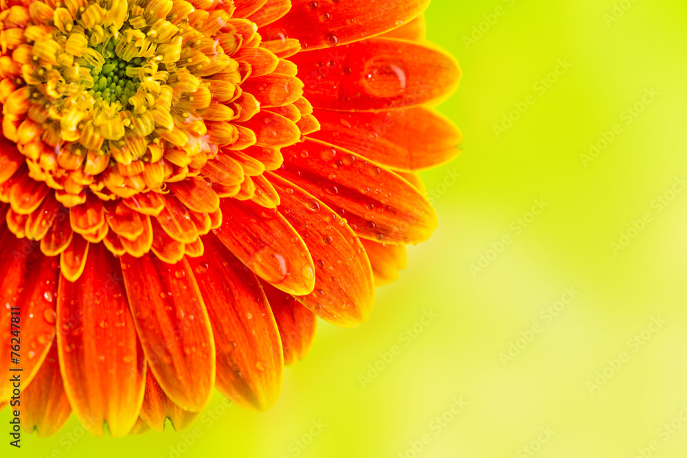 Orange gerbera daisy flower on yellow background Orange gerbera daisy flower on yellow background