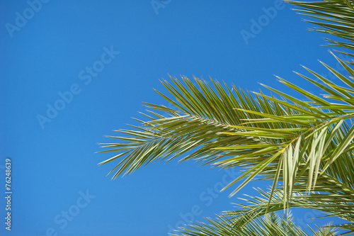 palm leaves against the sky in summer
