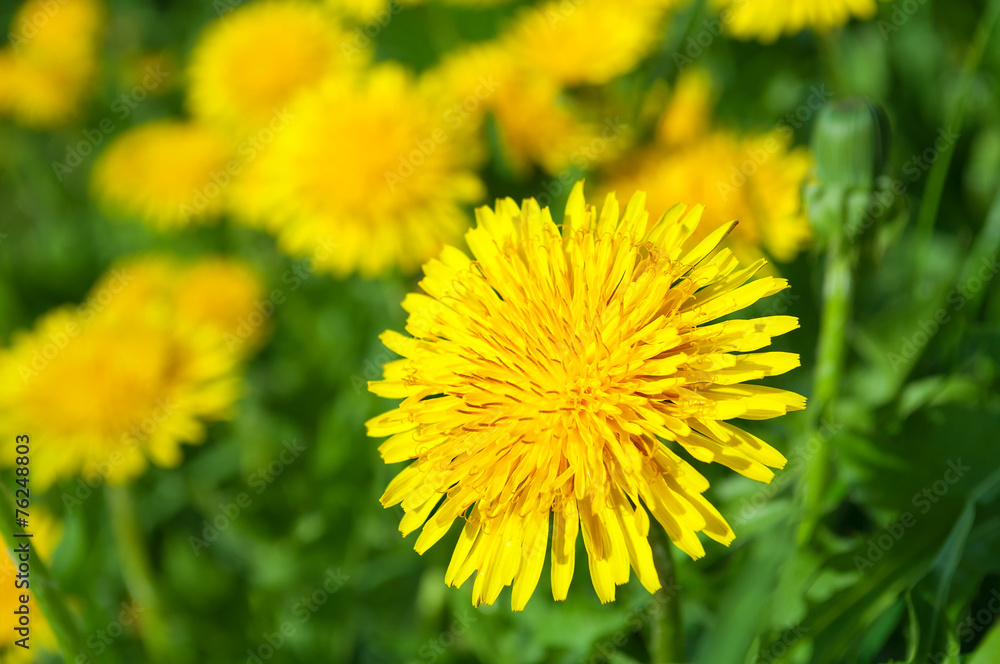Obraz premium Żółte kwiaty mniszka lekarskiego