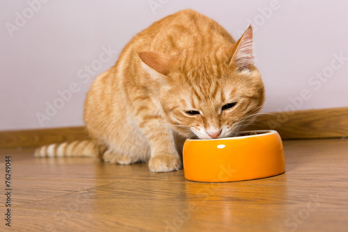 Red cat and bowl of dry food