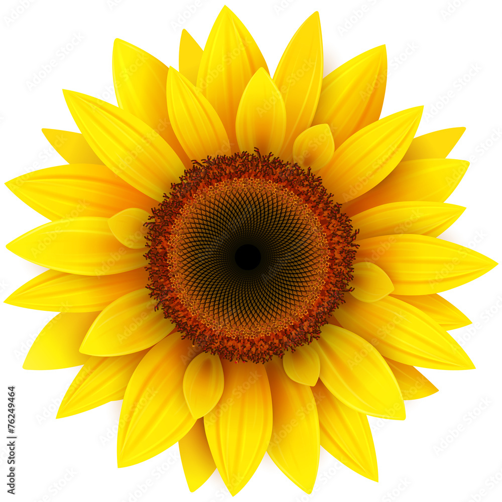 Fototapeta premium Sunflower, realistic vector illustration.
