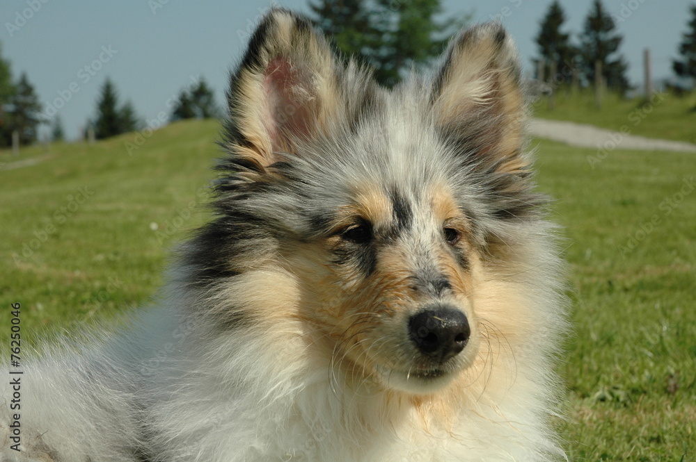 Junger Collie Junger Collie