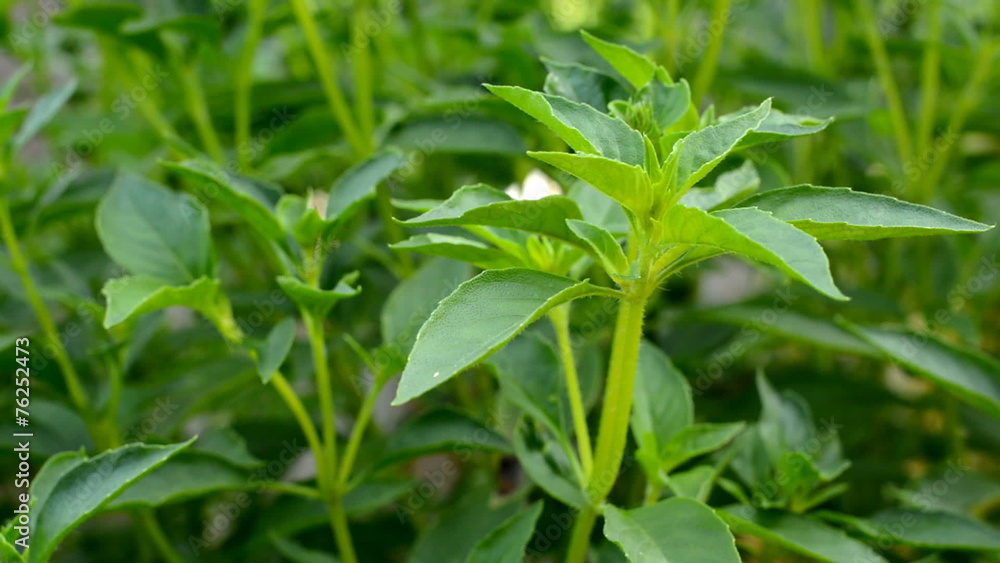 Close up of fresh basil leaves, vegetables, camera dolly Close up of fresh basil leaves, vegetables, camera dolly