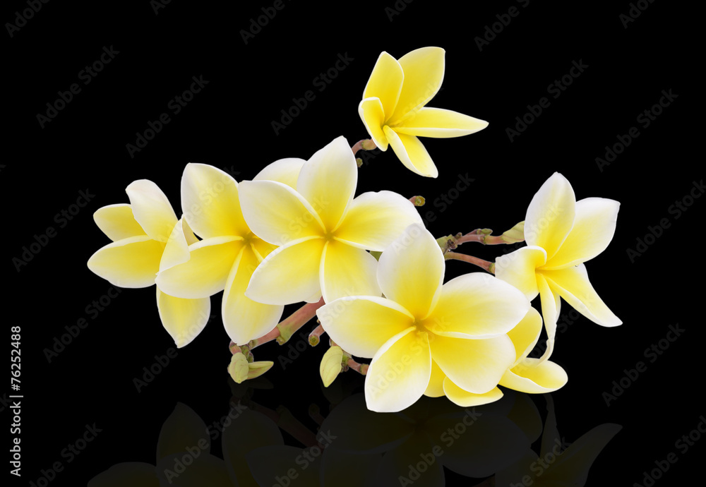Fototapeta premium Frangipani flower