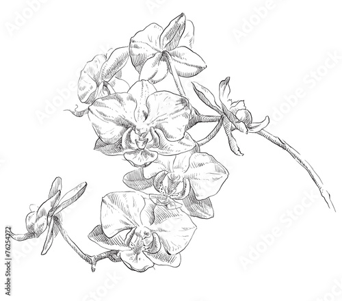 Hand drawn flower
