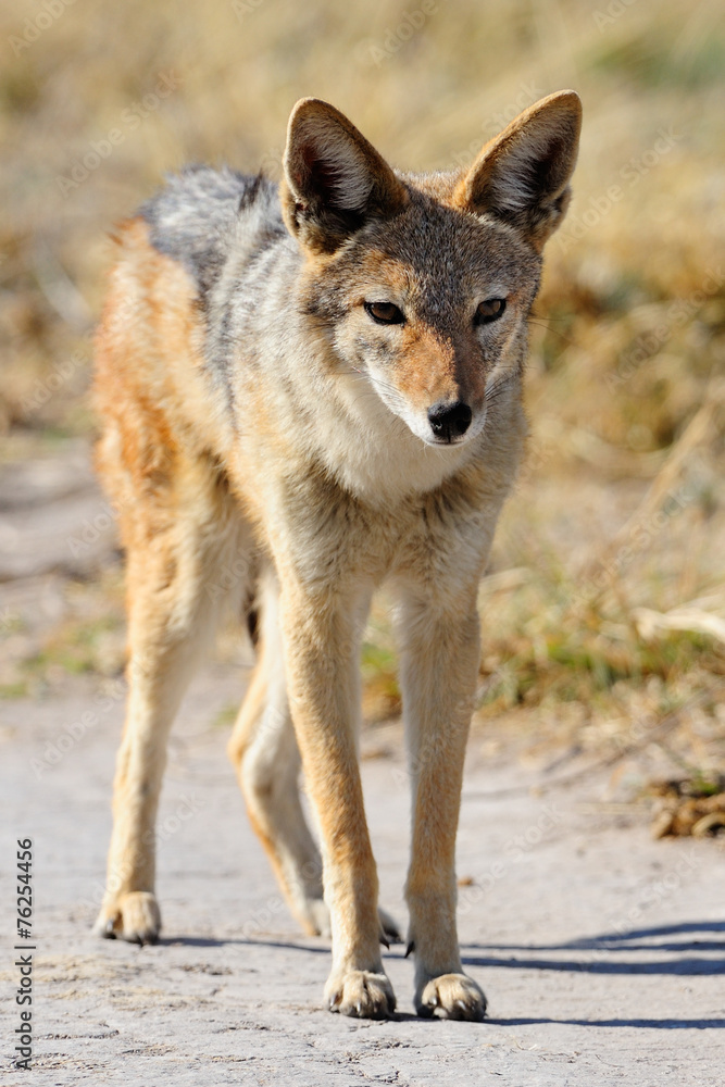 Naklejka premium Black-backed jackal