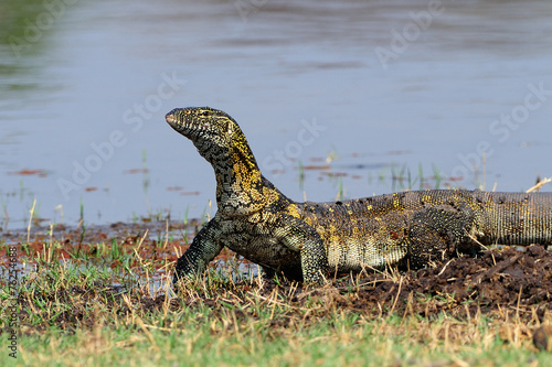 Monitor lizard