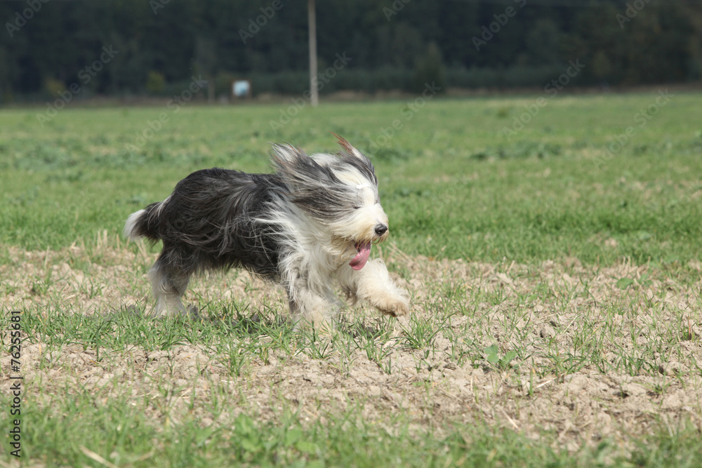 Bearded collie running in nature Bearded collie running in nature