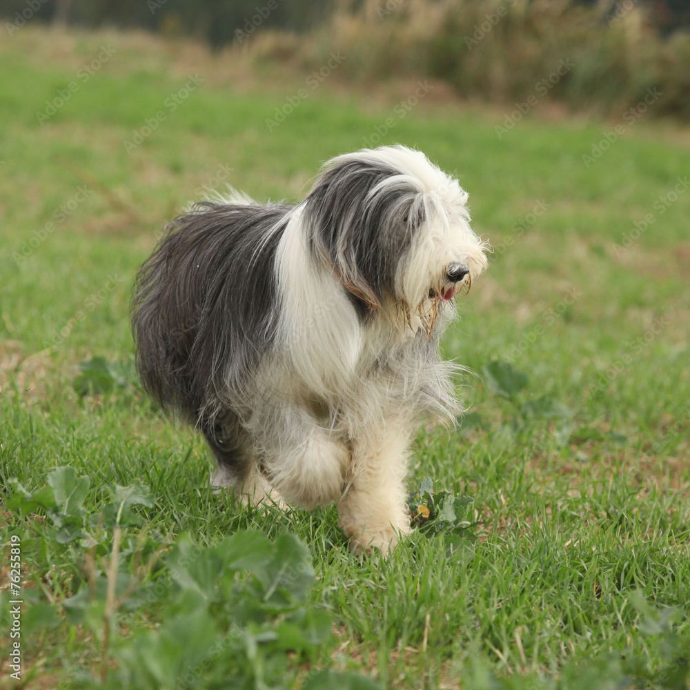 Bearded collie running in nature