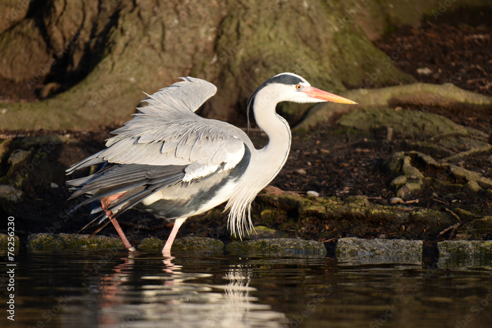Grey Heron, Ardea cinerea Grey Heron, Ardea cinerea