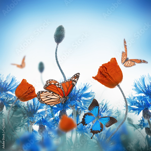 Fototapeta Naklejka Na Ścianę i Meble -  Red poppies field and blue cornflowers with butterfly