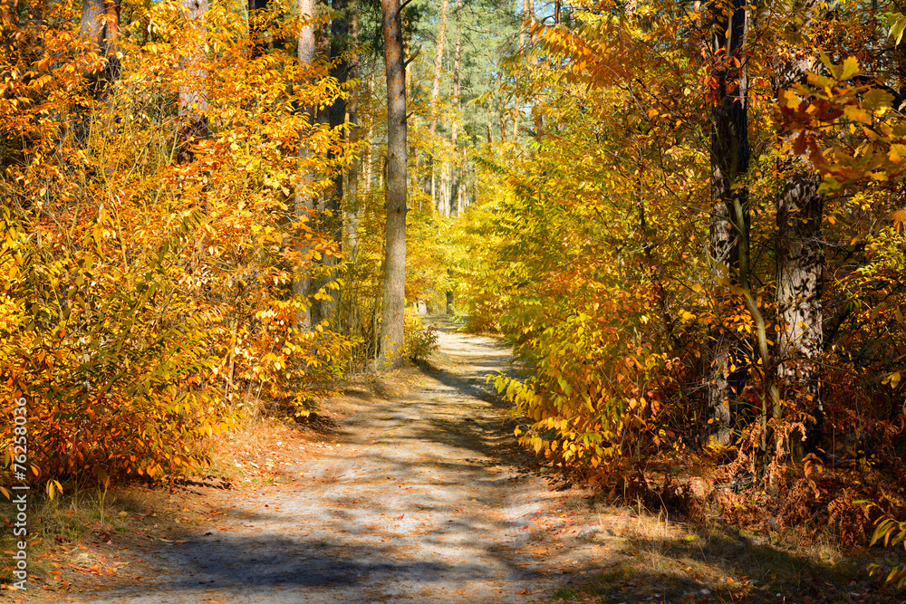 Road in the forest