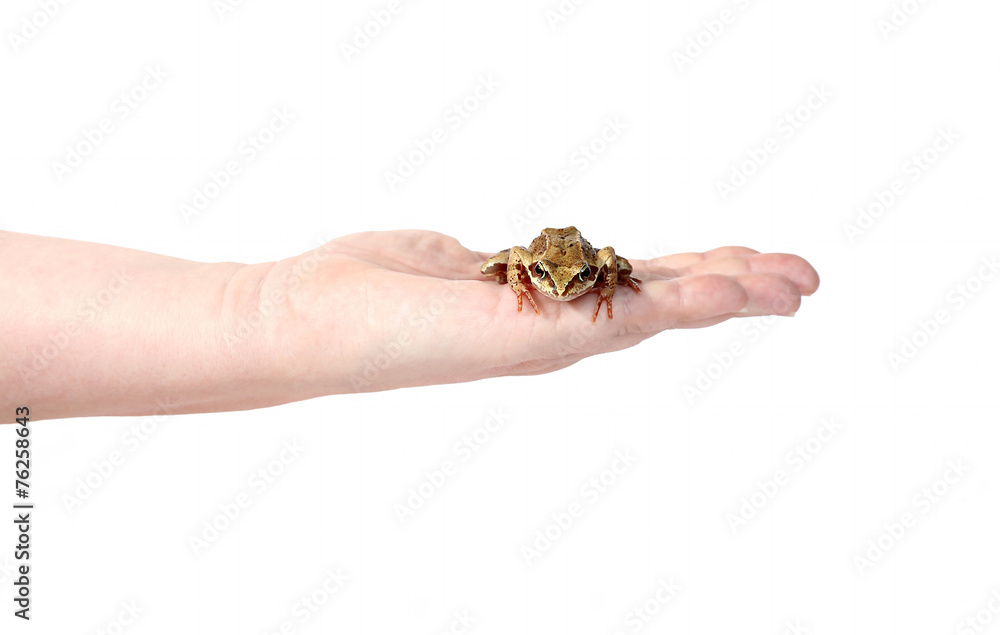 Little frog on a female palm isolated
