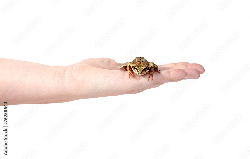 Little frog on a female palm isolated Little frog on a female palm isolated