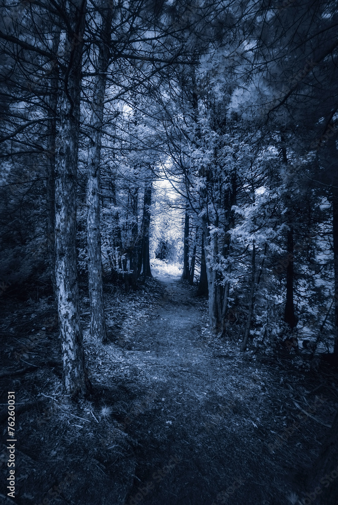 Dark Forest Path - Infrared