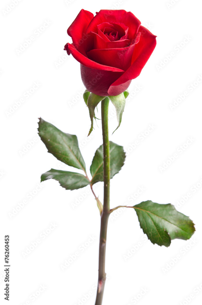 Fototapeta premium beautiful red rose isolated on white background