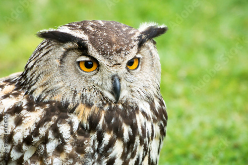 Great Horned Owl Head Close Up