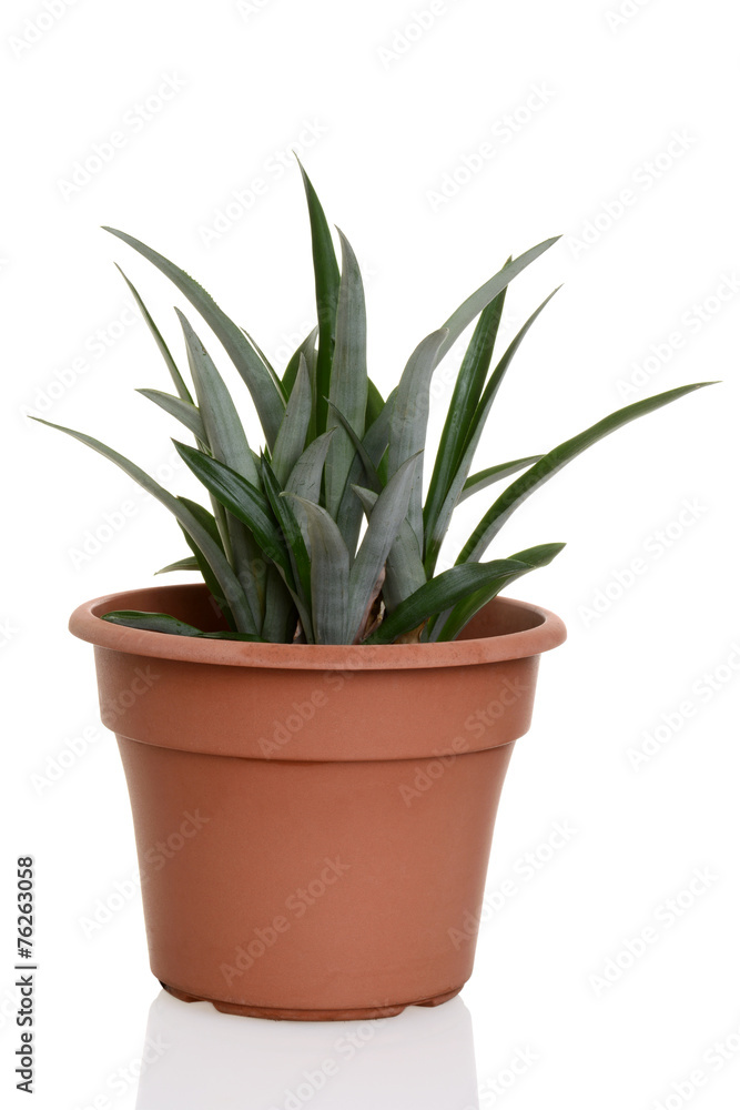 pineapple plant in a pot pineapple plant in a pot