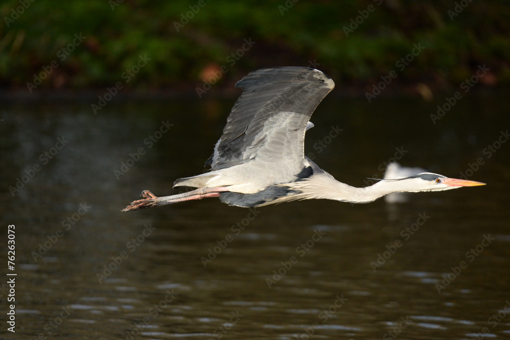 Obraz premium Grey Heron, Ardea cinerea