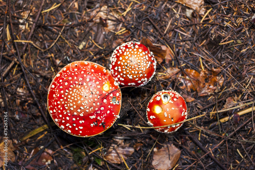 toadstools toadstools