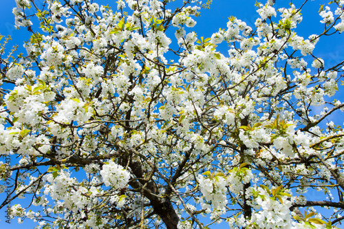 cerisier en fleurs photo