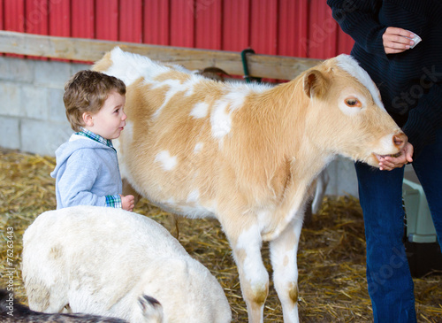 Boy Watches a Person Feed a Calf