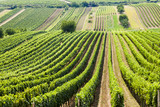 vineyard called Noviny near Cejkovice, Czech Republic