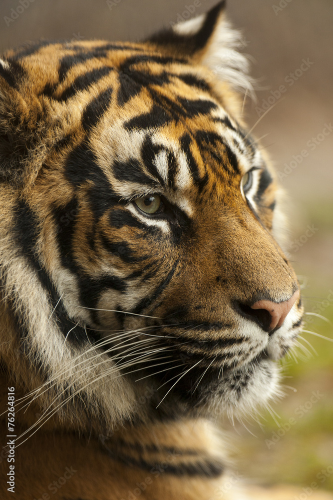 Naklejka premium Portret Sumatraanse tijger