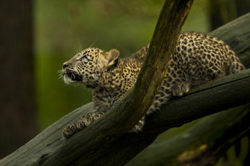 Fototapete Panther Sri-Lanka-Leopard im Sprungansatz  © photoPepp
