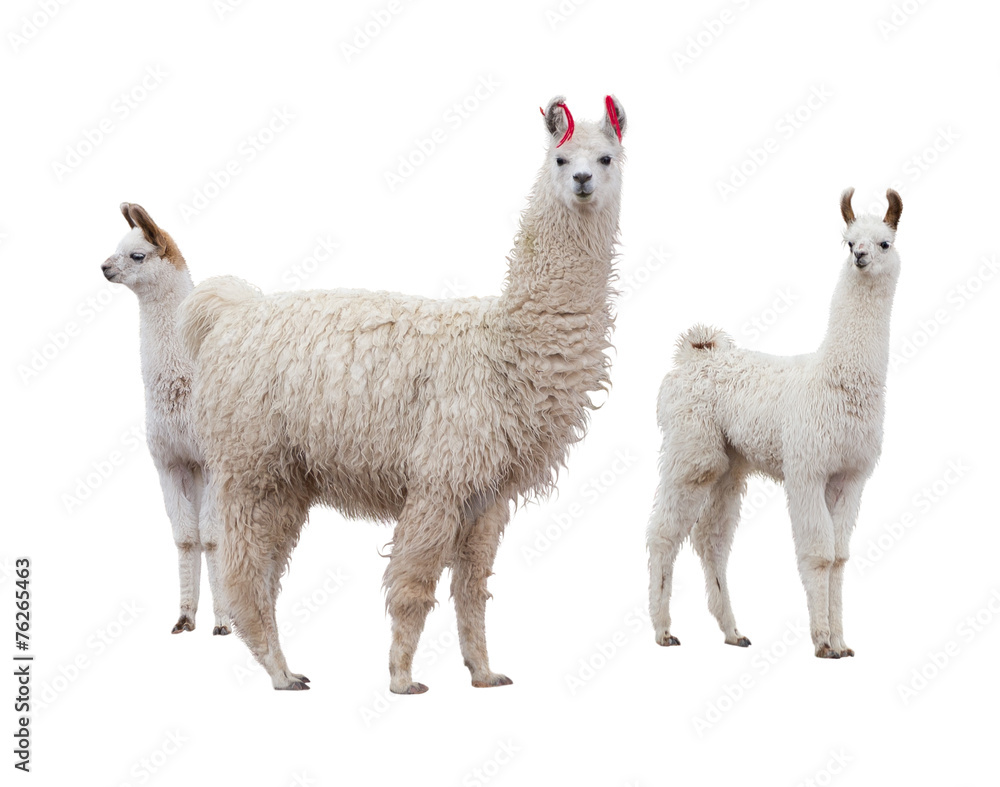 Female llama with babies