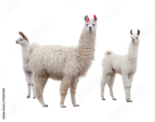 Female llama with babies