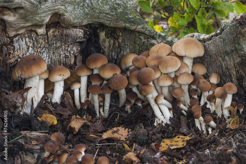 Agrocybe aegerita. growing on a dead log