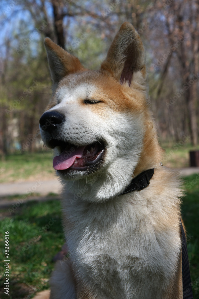 Akita Inu