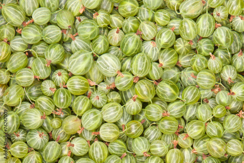 gooseberry